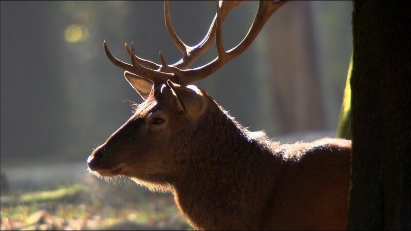 Der Rothirsch – König der Harzer Wälder. – Bild: ZDF und arte Der Rothirsch – König der Harzer Wälder. – Bild: ZDF und arte