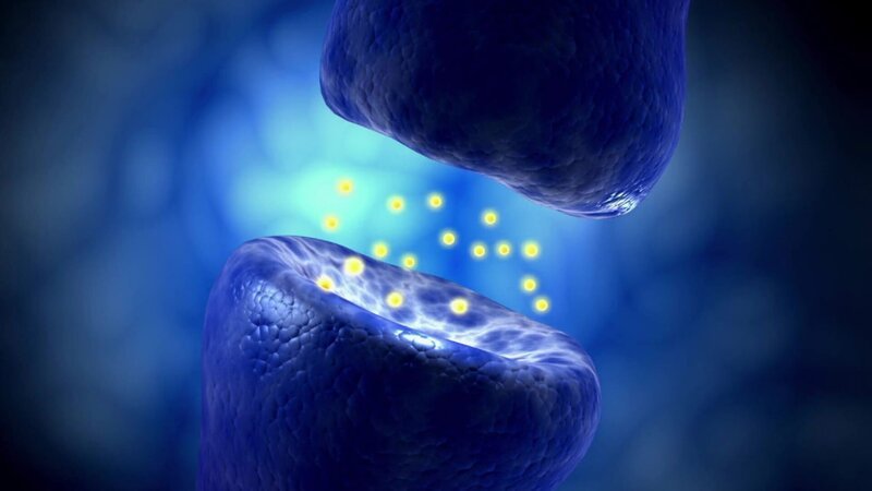 Einige Neuronen kommunizieren durch die Übertragung von Neurotransmittern. Ein mit Neurotransmittern gefülltes synaptisches Vesikel im präsynaptischen Neuron (oben) verschmilzt mit der präsynaptischen Membran und setzt Neurotransmitter in den synaptischen Spalt (Spalt zwischen den Neuronen) frei. Die Neurotransmitter können dann an die Rezeptoren des postsynaptischen Neurons (unten) binden. – Bild: 2021_CuriosityStream-Inc