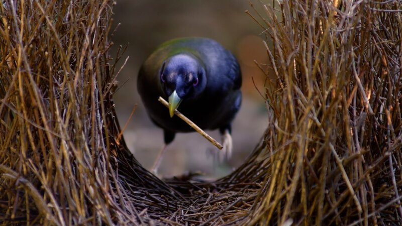 Der Laubenvögel errichtet einen prachtvollen Balzplatz aus Hunderten von Zweigen. – Bild: ZDF und © Off the Fence.