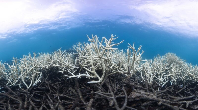 Korallenpolypen leben mit Algen als „Untermietern“ zusammen, die sie mit Nahrung versorgen. Steigen die durchschnittlichen Wassertemperaturen nur geringfügig an, stoßen die Polypen in einer Panikreaktion ihre Untermieter aus, sie verlieren ihre Farbe und Hauptnahrungsquelle – und sterben ab. – Bild: WDR/​BBC NHU/​Christophe Bail