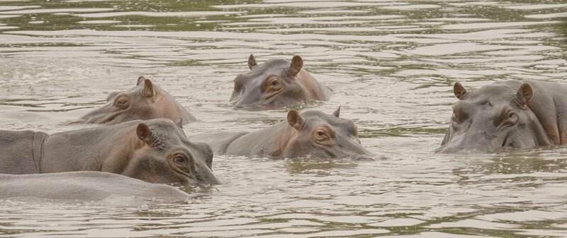 Seit einigen Jahren breiten sich Flusspferde in Kolumbiens Gewässern aus. Die ersten Tiere stammten aus dem Privatzoo des Drogenbosses Pablo Escobar. – Bild: ARTE, MedienKontor/​Marco Berger