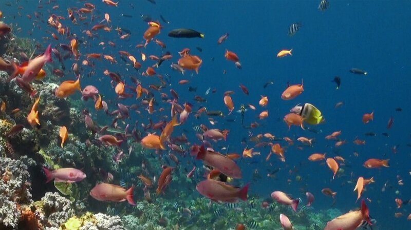 Fische – Bild: 2016_CuriosityStream-Inc