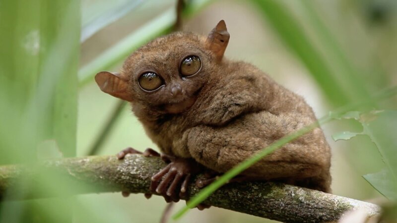 Tarsier – Bild: Curiosity Channel