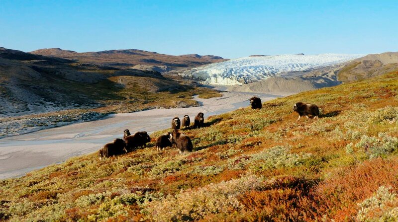 Grönlands wilder Westen – Bild: BR/​NDR/​Vision Airways GmbH/​Lars Pfeiffer/​Lars Pfeiffer