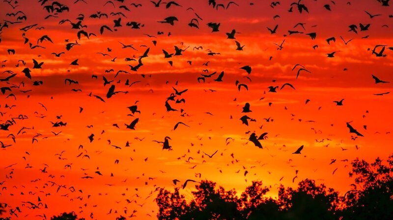 Millionen von Palmenflughunden treffen sich jedes Jahr in einem kleinen Waldstück in Sambia. Sie sind extrem vom Wetter abhängig, denn nur wenn der Regen hier rechtzeitig kommt, reifen genug Früchte, um die hungrigen Saisongäste sattzubekommen. – Bild: ZDF and Ed Charles