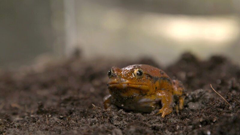 Ein Tomatenfrosch im Testbereich. – Bild: Discovery Communications, LLC