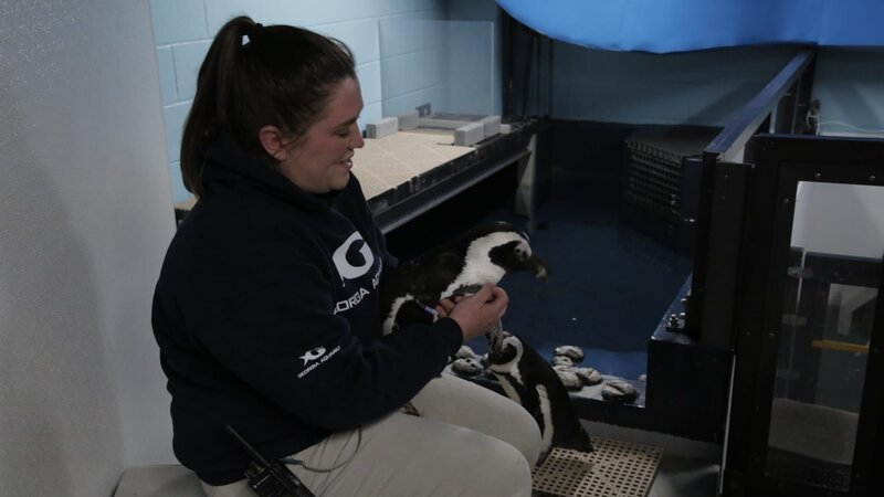 Laken Workman holds penguin Charlie in Penguin Holding. – Bild: Animal Planet /​ Discovery Communications, LLC