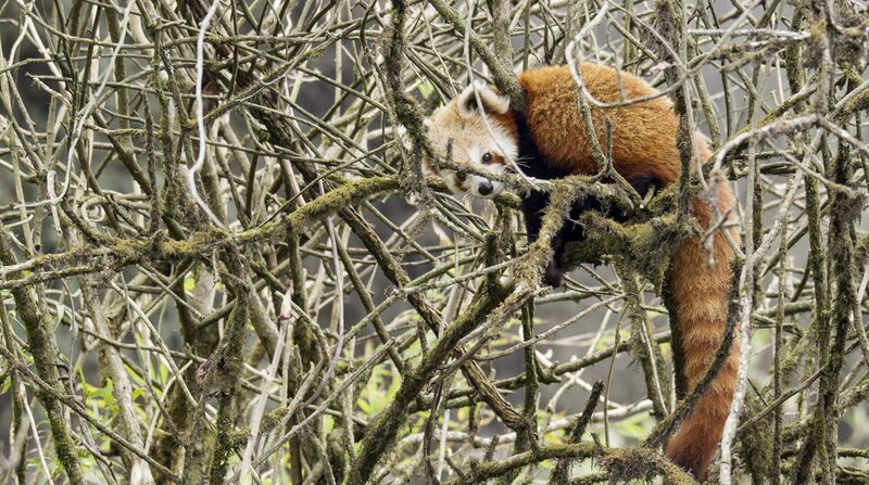 Rote Pandas ernähren sich fast ausschließlich von Bambus, fressen aber auch Früchte und Eier. – Bild: BR/NDR/Axel Gebauer Rote Pandas ernähren sich fast ausschließlich von Bambus, fressen aber auch Früchte und Eier. – Bild: BR/NDR/Axel Gebauer
