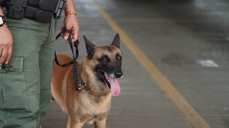 Falfurrias, Texas: A Border Patrol canine on duty is always ready to work. – Bild: 2015 National Geographic Partners, LLC Lizenzbild frei