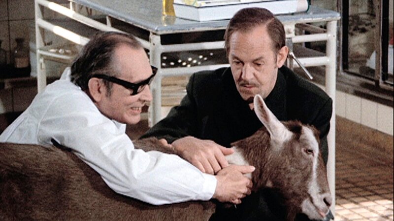 Toggenburger Bock – Bild: rbb