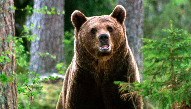 Die Rückkehr der Raubtiere – Bild: HR/​NDR/​Naturfilm