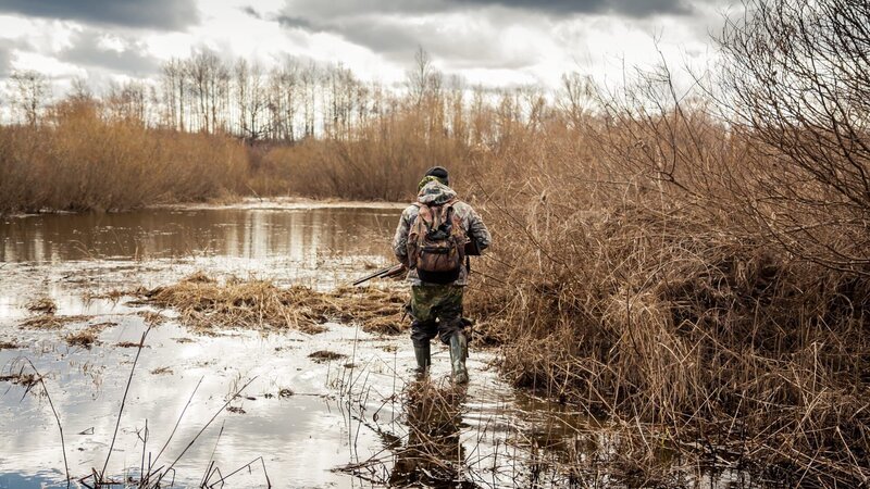 Hunter man in camouflage with shotgun exploring wetland area for prey during hunting period – Bild: splendens /​ Getty Images/​iStockphoto