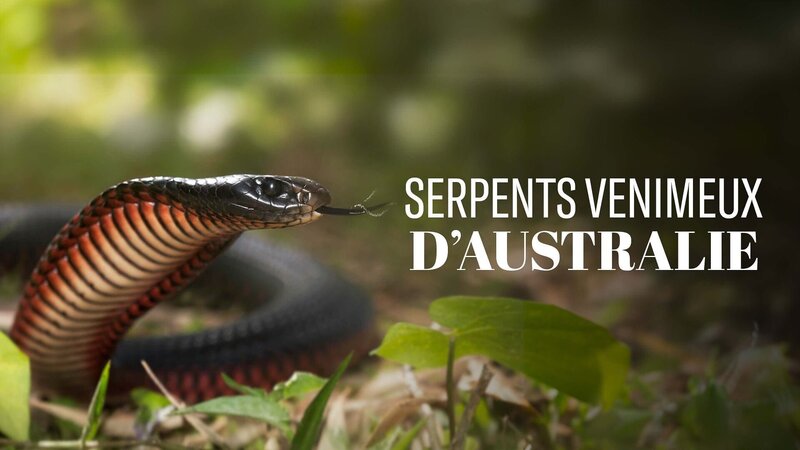 Australiens Schlangen – Bild: Arte