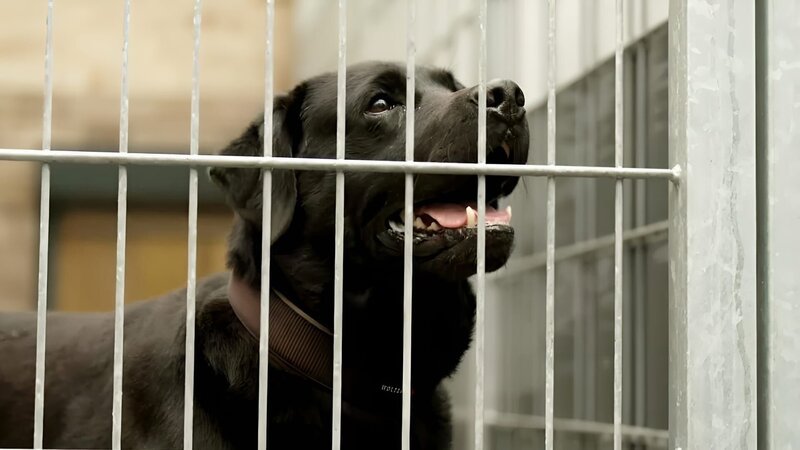 Im Tierheim Emden wartet der 6-jährige Labrador Carlos auf seine neuen Menschen. – Bild: RTL