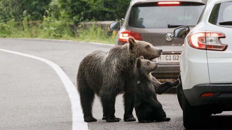 Zwei Braunbären betteln um Futter entlang einer rumänischen Straße. – Bild: Centurioni Images /​ ORF /​ Patrick Centurioni