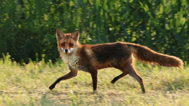 Immer auf der Hut: Einzig das Reh wird in der Schweiz stärker bejagt als der Fuchs. – Bild: SRF