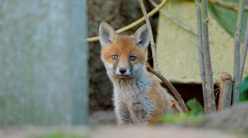Tierisches Hamburg – Bild: NDR/​NDR Naturfilm/​DocLights GmbH