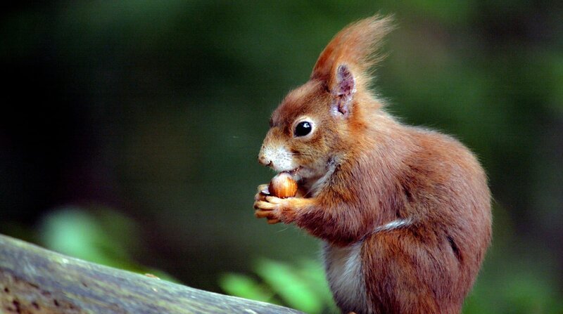 Europäisches Eichhörnchen. – Bild: BR/dreiD.at/NDR/Rilk Film/Hubert Doppler Europäisches Eichhörnchen. – Bild: BR/dreiD.at/NDR/Rilk Film/Hubert Doppler