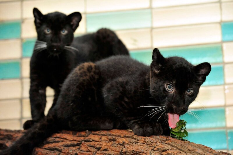Im Alfred-Brehm-Haus gibt es mal wieder einen Babyboom! Nur gut, dass sich die Eltern der beiden Panthergeschwister Ferra und Remaong (Bild) an der Aufzucht beteiligen, denn die Tierpfleger haben neben ihrer täglichen Arbeit wenig Zeit, sich mit allen Jungtieren gleich intensiv zu beschäftigen. – Bild: rbb/​Thomas Ernst