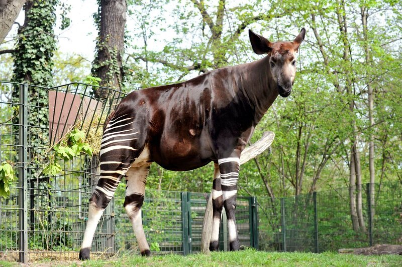 ARD/​rbb PANDA, GORILLA & CO. (11), „Wiegen“, am Donnerstag (17.04.14) um 11:30 Uhr im ERSTEN. Bei Okapi-Weibchen Batouri (Bild) ist man sich noch immer nicht sicher, ob sie nun endlich tragend ist oder nicht. Das wöchentliche Wiegen sollte Routine sein, aber Batouri ist sehr schreckhaft. Ob der nervenaufreibende Gang auf die Waage den Tierpflegern endlich Gewissheit auf Nachwuchs bringen wird? – Bild: rbb/​Thomas Ernst