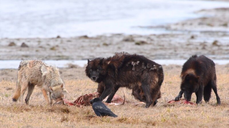 Drei Wölfe des Wapiti Lake Wolfsrudel im Yellowstone Nationalpark im Frühjahr 2017 – Bild: ZDF/​arte/​Deby Dixon