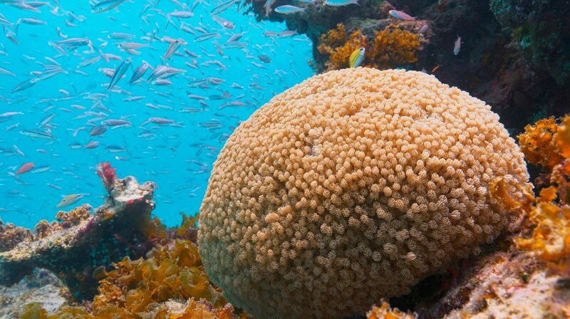Vor Iriomotes Küste erstrecken sich artenreiche Korallenriffe. Leider haben auch diese Wun-der der Natur mit den Folgen der Klimaerwärmung und der Korallen-Bleiche zu kämpfen. – Bild: NDR Naturfilm/Doclights GmbH Vor Iriomotes Küste erstrecken sich artenreiche Korallenriffe. Leider haben auch diese Wun-der der Natur mit den Folgen der Klimaerwärmung und der Korallen-Bleiche zu kämpfen. – Bild: NDR Naturfilm/Doclights GmbH