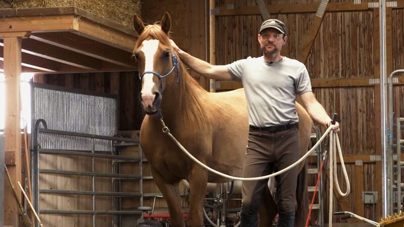 Die grosse Challenge: Walter hat hundert Tage Zeit, den wilden Mustang zu trainieren. – Bild: SRF