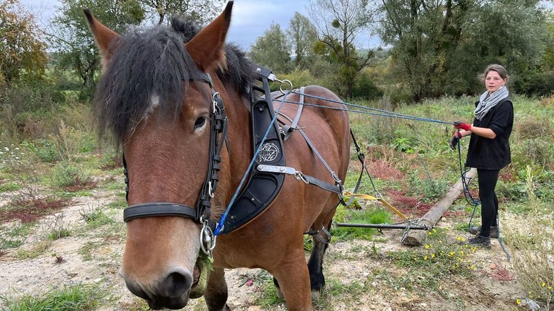 Die Ardennen: Die unberührte Seele Belgiens – Bild: Arte