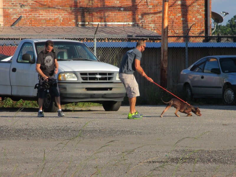 Matt bringing Ivy to the meet and greet. – Bild: Animal Planet