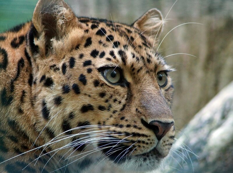 Die Leopardin – Bild: pixabay.com