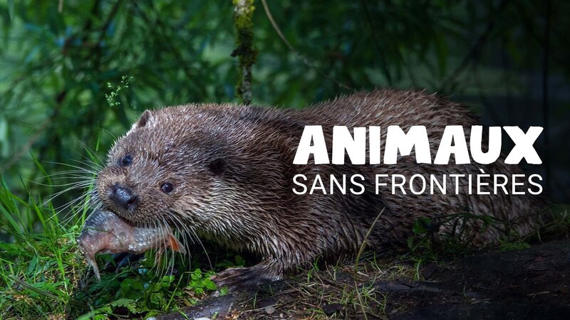 Tiere ohne Grenzen – Bild: Arte