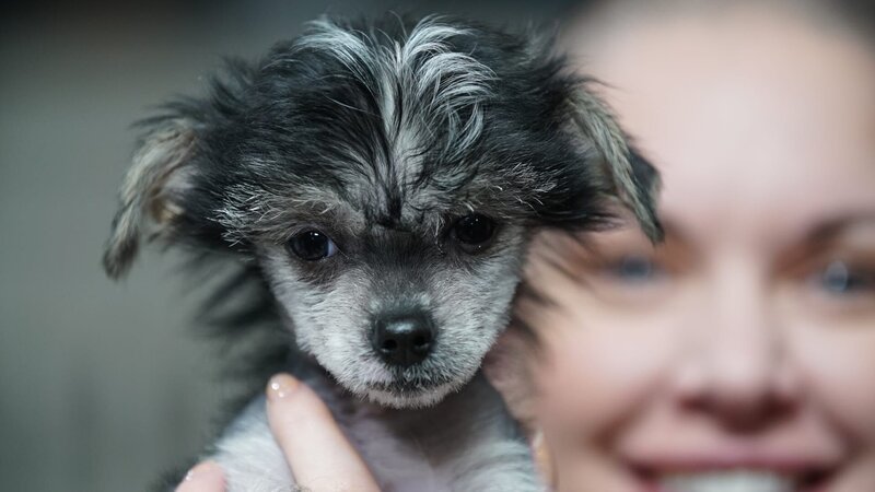 Amanda holds Rogue up to the camera with her face out of focus in background. – Bild: Animal Planet /​ Discovery Communicatons