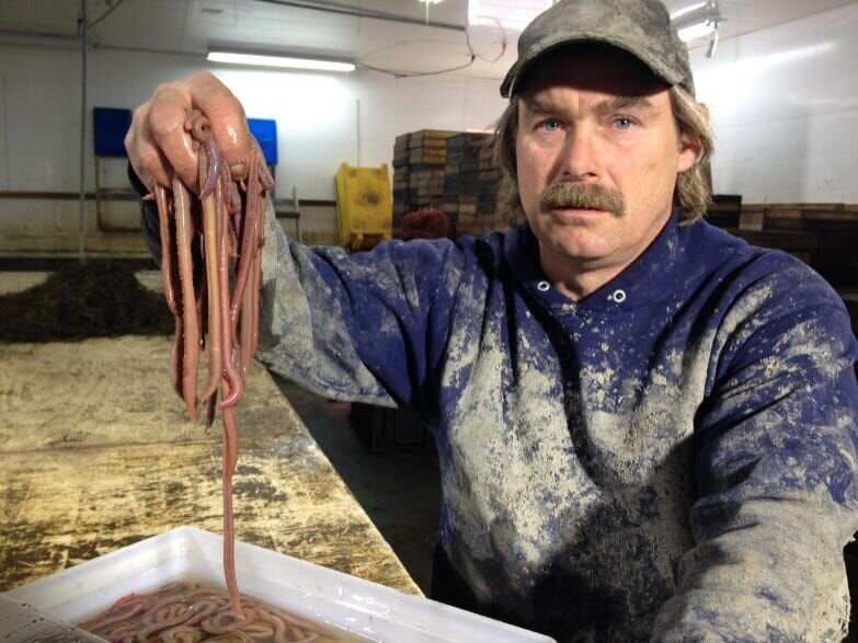 Maine, USA: Jim sorts worms. (Photo Credit: National Geographic Channels/​ Paul Morin) – Bild: Paul Morin