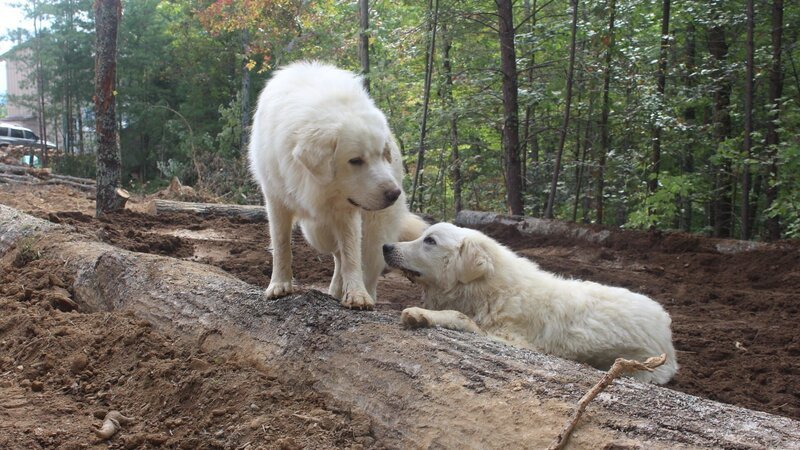 Eine mittlere Aufnahme der Hunde der beiden Familien. – Bild: Discovery Communications, LLC