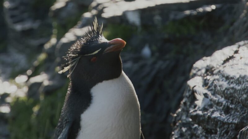 Felsenpinguine müssen klettern, um zu ihren Nestern zu gelangen. – Bild: 3sat