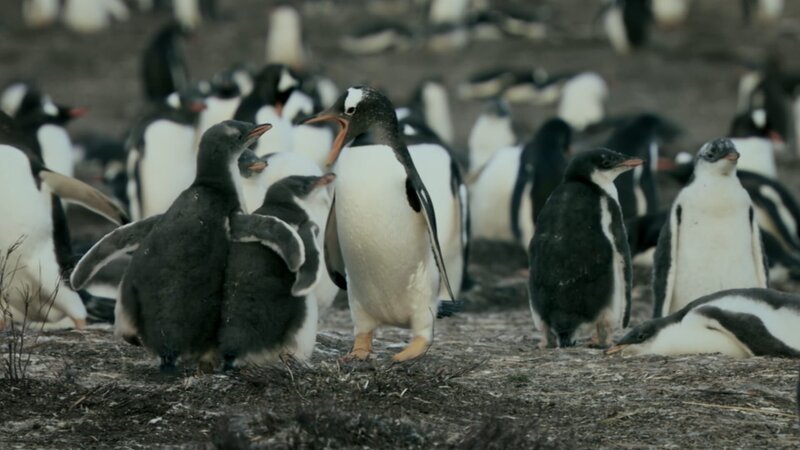 Kleine Eselspinguine müssen sich gegen ihre Geschwister behaupten. – Bild: Off the Fence /​ ZDF