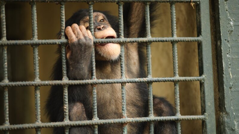 Chimpanzee biting the bars at the zoo. – Bild: Discovery Communications