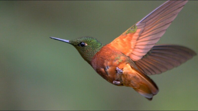 Bei ihrem Schwirrflug schlagen Kolibris bis zu 80 Mal pro Sekunde mit den Flügeln. – Bild: ZDF und Mike Potts Bei ihrem Schwirrflug schlagen Kolibris bis zu 80 Mal pro Sekunde mit den Flügeln. – Bild: ZDF und Mike Potts