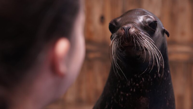 Sea Lion – Bild: Animal Planet /​ Discovery Communications, LLC