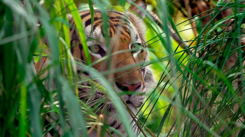 Der Tiger ist der unumstrittene König in Thailands Urwäldern. – Bild: BR/​DocLights GmbH/​Lion Mountain Media/​NDR