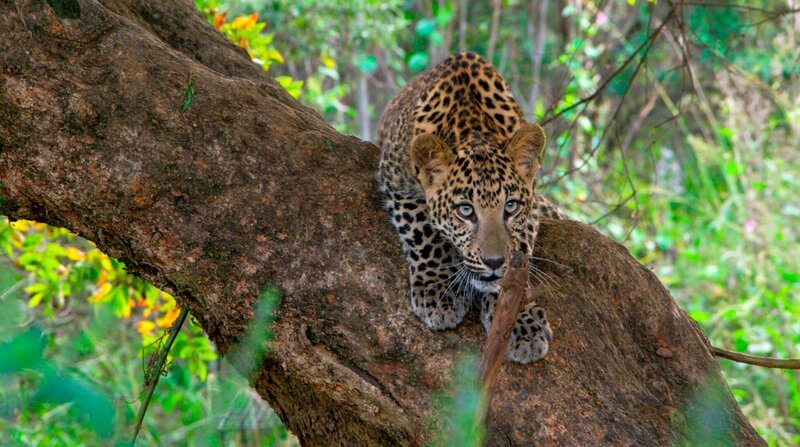 Im Urwald von Huai Kha Khaeng verbirgt sich ein ganz besonderer Schatz: Der junge Asiatische Leopard gehört zu den seltensten Raubkatzen der Welt und lebt nur noch in wenigen Gebieten Asiens. – Bild: BR/DocLights GmbH/Lion Mountain Media/NDR Im Urwald von Huai Kha Khaeng verbirgt sich ein ganz besonderer Schatz: Der junge Asiatische Leopard gehört zu den seltensten Raubkatzen der Welt und lebt nur noch in wenigen Gebieten Asiens. – Bild: BR/DocLights GmbH/Lion Mountain Media/NDR
