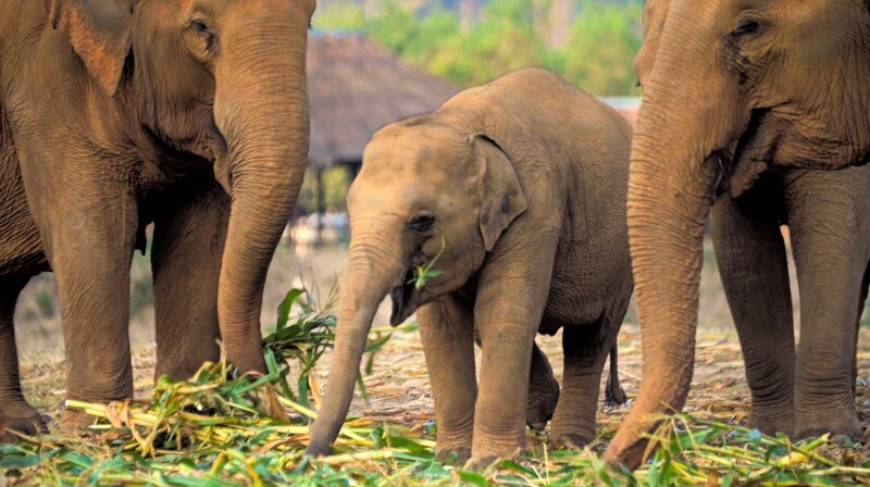 PHOENIX THAILANDS ELEFANTENRETTERIN, am Samstag (19.10.24) um 20:15 Uhr. Elefantenbaby mit Herde fressend. Elefanten werden in Thailand auf vielfältige Weise missbraucht: Sie müssen in der Holzwirtschaft oder als Zirkustiere schuften und werden dabei gequält. Die Tierschützerin Lek will den Tieren helfen und legt sich dafür auch mit der Elefanten-Mafia an.; PHOENIX THAILANDS ELEFANTENRETTERIN, am Samstag (19.10.24) um 20:15 Uhr. Elefantenbaby mit Herde fressend. Elefanten werden in Thailand auf vielfältige Weise missbraucht: Sie müssen in der Holzwirtschaft oder als Zirkustiere schuften und werden dabei gequält. Die Tierschützerin Lek will den Tieren helfen und legt sich dafür auch mit der Elefanten-Mafia an. © phoenix/WDR/Bungalow Town Productions, honorarfrei – Verwendung gemäß der AGB im engen inhaltlichen, redaktionellen Zusammenhang mit genannter PHOENIX-Sendung bei Nennung „Bild: phoenix/WDR/Bungalow Town Productions“ (S2+). PHOENIX-Kommunikation, Tel: 0228/9584–196, Fax: -199, presse@phoenix.de – Bild: phoenix/WDR/Bungalow Town Productions PHOENIX THAILANDS ELEFANTENRETTERIN, am Samstag (19.10.24) um 20:15 Uhr. Elefantenbaby mit Herde fressend. Elefanten werden in Thailand auf vielfältige Weise missbraucht: Sie müssen in der Holzwirtschaft oder als Zirkustiere schuften und werden dabei gequält. Die Tierschützerin Lek will den Tieren helfen und legt sich dafür auch mit der Elefanten-Mafia an.; PHOENIX THAILANDS ELEFANTENRETTERIN, am Samstag (19.10.24) um 20:15 Uhr. Elefantenbaby mit Herde fressend. Elefanten werden in Thailand auf vielfältige Weise missbraucht: Sie müssen in der Holzwirtschaft oder als Zirkustiere schuften und werden dabei gequält. Die Tierschützerin Lek will den Tieren helfen und legt sich dafür auch mit der Elefanten-Mafia an. © phoenix/WDR/Bungalow Town Productions, honorarfrei – Verwendung gemäß der AGB im engen inhaltlichen, redaktionellen Zusammenhang mit genannter PHOENIX-Sendung bei Nennung „Bild: phoenix/WDR/Bungalow Town Productions“ (S2+). PHOENIX-Kommunikation, Tel: 0228/9584–196, Fax: -199, presse@phoenix.de – Bild: phoenix/WDR/Bungalow Town Productions