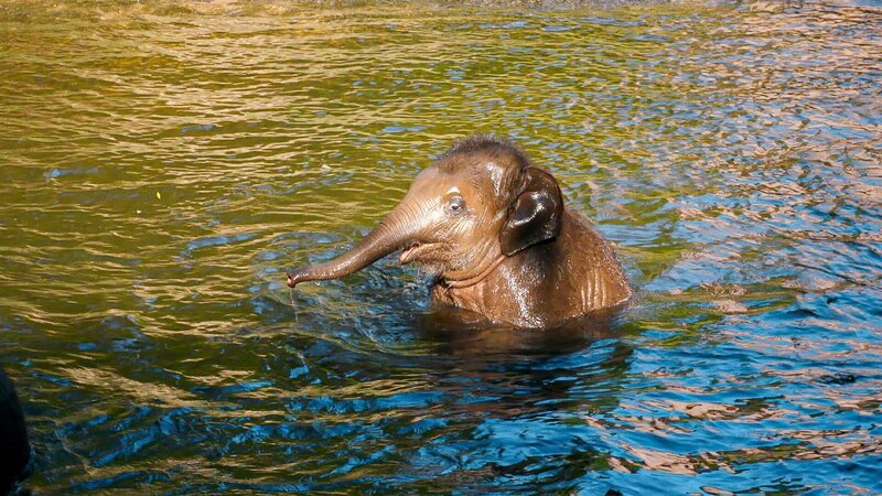 Zuckersüße Elefanten-Jungtiere warten auf die frisch gebackenen Zoo-Praktikanten. – Bild: MDR/​Cine Impuls Leipzig GmbH