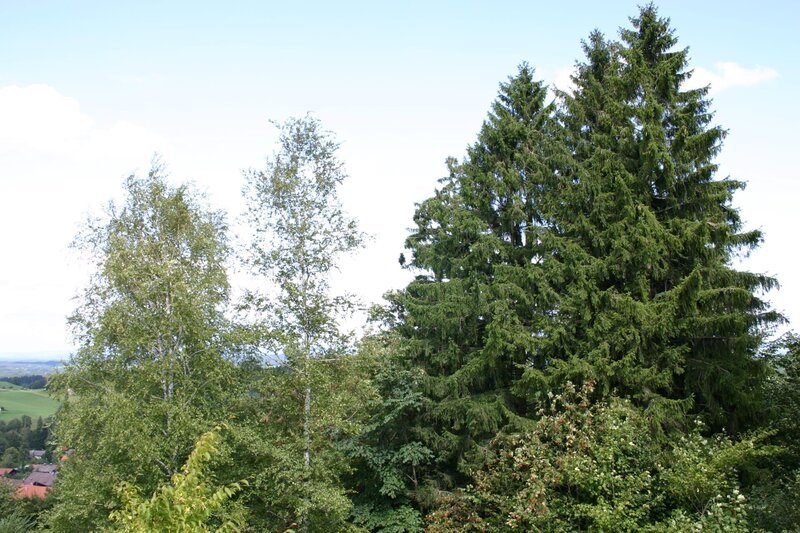 Die Fichte ist unser häufigster Nadelbaum und wichtigster Holzlieferant. Sie wächst schnell und ist anspruchslos. In Mitteleuropa gibt es nur eine natürlich vorkommende Art: die Gemeine Fichte. – Bild: BR/​Annette Goossens