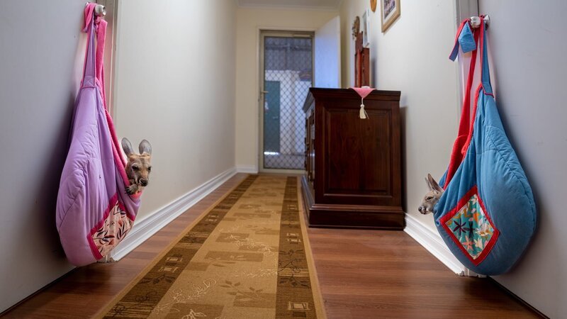 Bei Autounfällen überleben Kängurubabys oft im Beutel ihrer Mütter. In Auffangstationen finden sie ein neues Zuhause – und in Umhängetaschen einen neuen Schlafplatz. – Bild: ZDF und OLIVER ROETZ