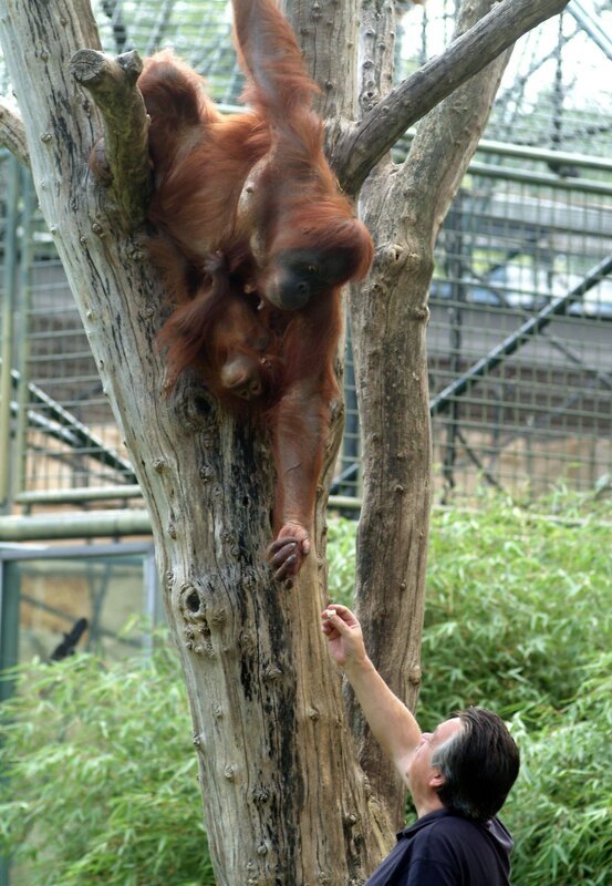 Mücke und Satu sind immer noch unzertrennlich. Für eine Zahnkontrolle soll das Orang-Utan-Kind vom Kletterbaum runterkommen. Will aber nicht! Da ist sehr viel Geduld und Überredungskunst gefragt. – Bild: rbb/​Thomas Ernst