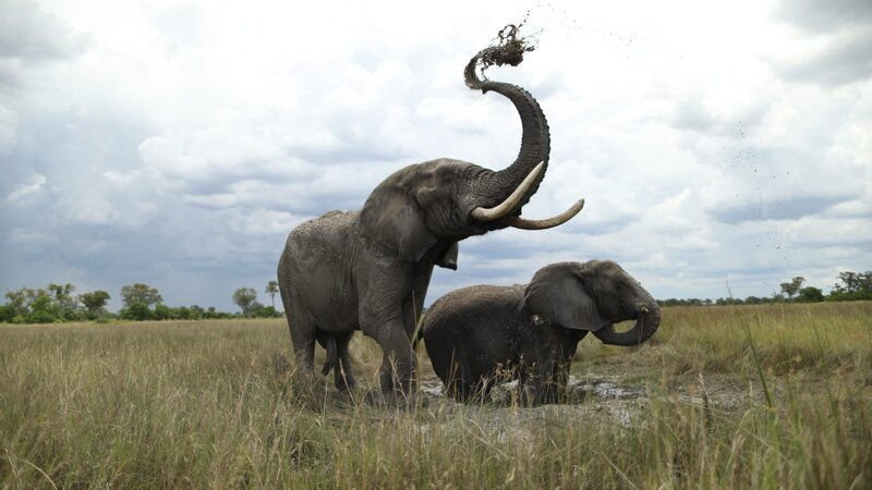 Jabu and Morula playing in the mud. – Bild: Discovery Communications