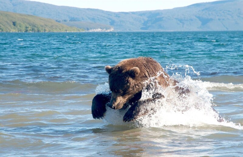 Ein Braunbär im Kurilsee, Kamtschatka auf der Jagd nach Sockeye-Lachsen. – Bild: RTL /​ Off The Fence Production