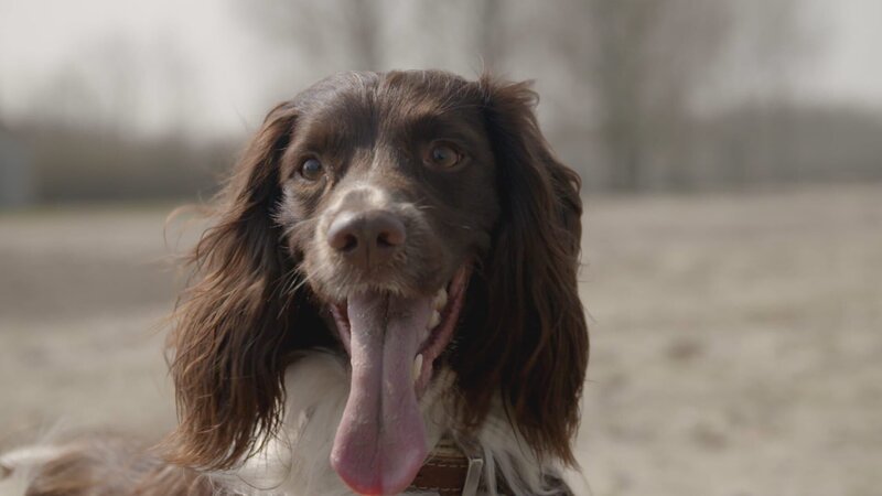 Spürhund Buster – Bild: „ …