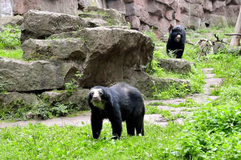 ARD/​rbb PANDA, GORILLA & CO. (14), „Sauber machen“, am Donnerstag (24.04.14) um 11:30 Uhr im ERSTEN. Bei den Brillenbären im Tierpark hat die wunderbare Nähe zu den Tieren so ihren Preis: Dreimal am Tag müssen die riesigen Glasscheiben von außen und innen geputzt werden! Das bedeutet für die Pfleger besonders nach besucherstarken Wochenenden mindestens eine Stunde Fensterputzen am Tag. – Bild: rbb/​Thomas Ernst